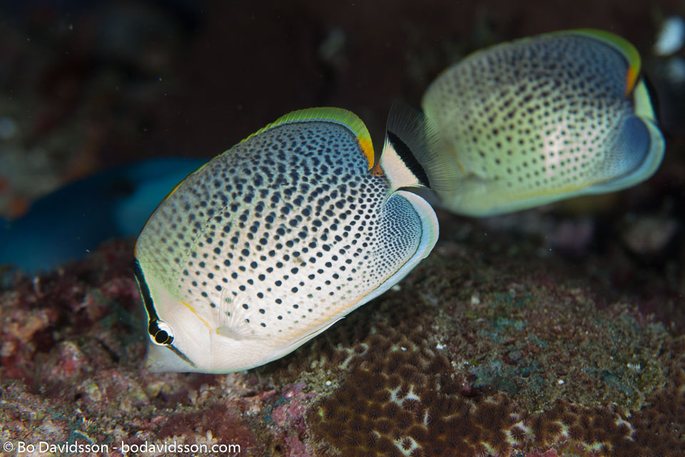 BD-130711-Maldives-0128-Chaetodon-guttatissimus.-Bennett.-1833-[Peppered-butterflyfish].jpg